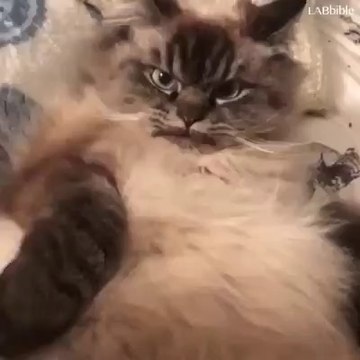 2483 RD VID-20171018-WA0001