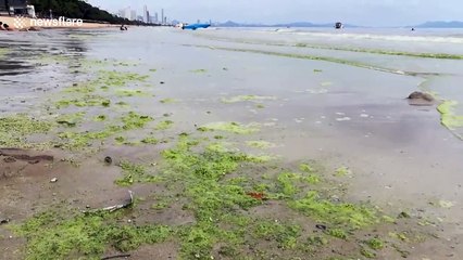 Popular Thai tourist beach turns GREEN in suspected algae bloom
