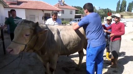 Kazasız ve kolay kurban kesimi için ‘Ruef ve Mide Düğümü’ tekniği