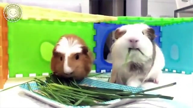 Cute Guinea Pigs Cute and Funny Guinea Pig Videos Compilation (2018) Cobayas Adorables Videos