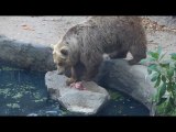 Bear Saves Bird From Drowning