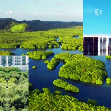 Les forêts du Brésil sont en train d'être coupées à grande vitesse !