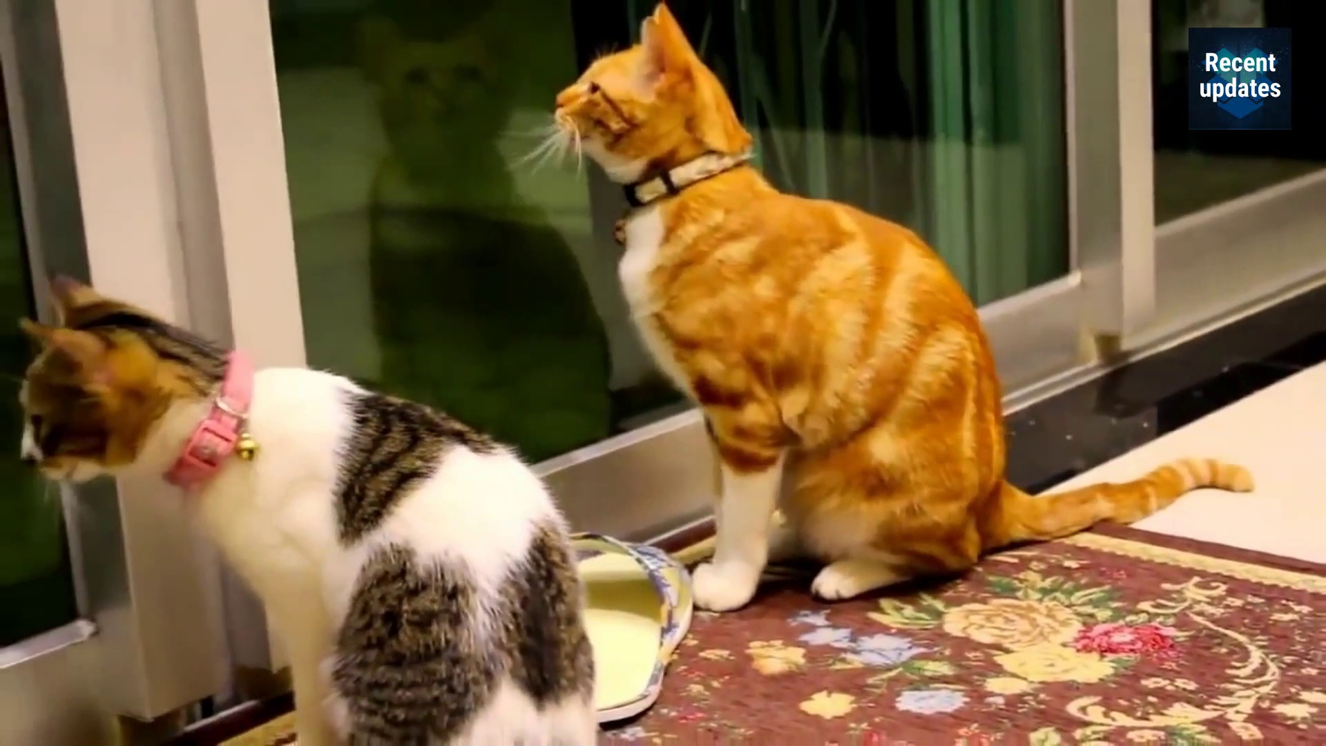 Funny Cats and Kittens Meowing Compilation 2019 |