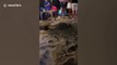 Sea turtle casually interrupts beach party to lay her eggs in the sand in Bali