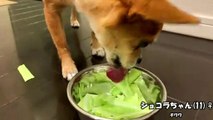 ショコラちゃん キャベツを一生懸命たべるチワワ　ASMR chihuahua eats cabbage