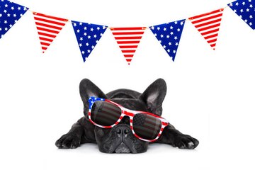 4th of July Stress for Dogs, How to Reduce it