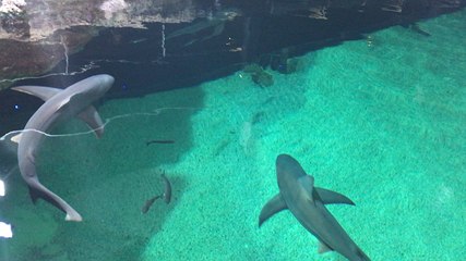 Les requins choyés par l’Océarium du Croisic