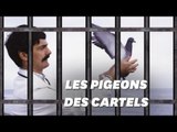 Au Brésil, des pigeons transportent de la drogue en prison