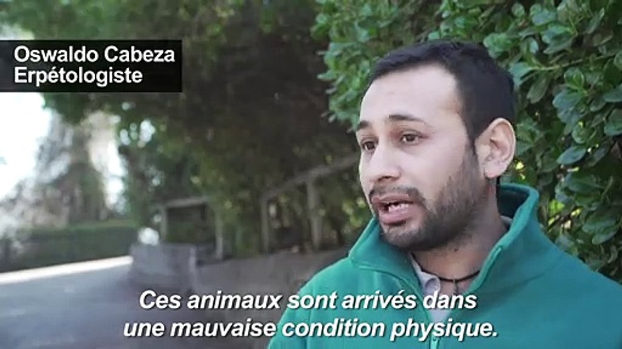 Le Zoo chilien porte secours à des grenouilles en danger d'extinction