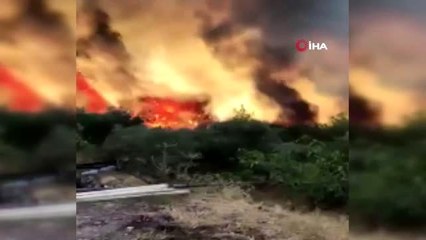 Milas'ta orman yangını