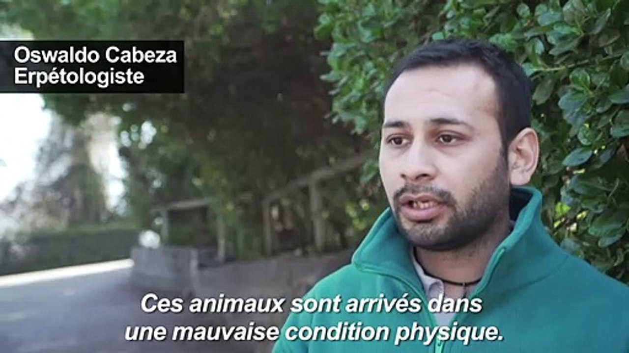 Le Zoo chilien porte secours à des grenouilles en danger d'extinction
