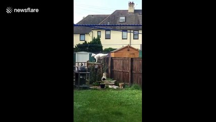 Scottish mum goes viral after screaming at dog to get down from fence