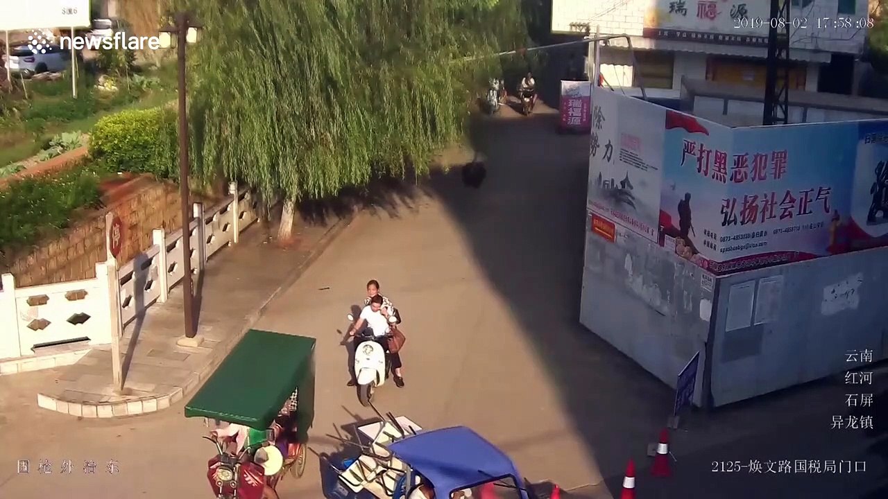 Ostrich on the loose sprints down busy road in China's Shiping