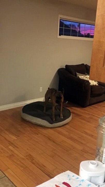 Dog Gets Bed Ready Before Lying Down