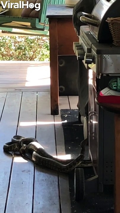 Two Snakes Tangle on the Deck
