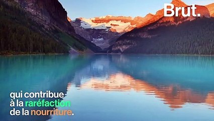 4 conséquences inattendues du réchauffement de l'Arctique