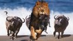 Power Of Big Cat - Buffalo Attack Lion To Save Baby Buffalo