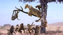 Lion Hunts Monkey On The Tree - Lion Vs Monkey Perfect Predator Compilation - Lion Hunting Fail