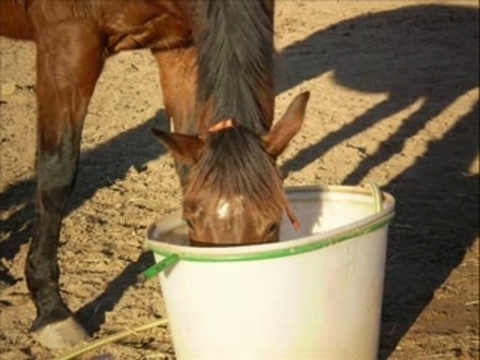 MONTAGE DE MA JUMENT QUELLE SYGI