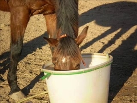 MONTAGE DE MA JUMENT QUELLE SYGI