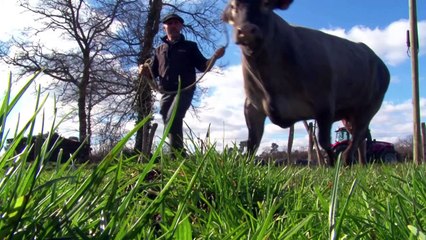 Höhere Fleischsteuer für mehr Tierwohl?
