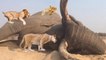 Lions Fighting Elephant - Arduous Battle - Wild Animal Attack