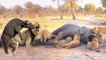 Hero Buffalo Save Elephant From Big Cats Lion Hunt  - Buffalo Vs Lion - Animal Save Another Animal