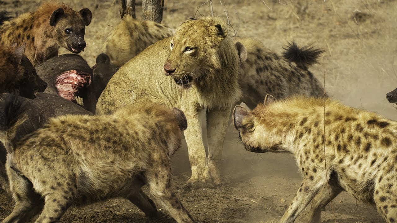 Lion Hunting Vs Wildebeest Moments - Amazing The Strongest Big Cat