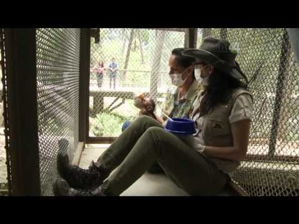 Desde el Zoológico: Un nuevo bebé en el zoológico