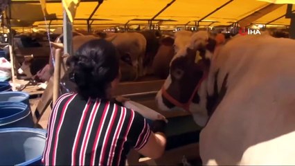 Kurban Pazarının Tek Kadın Bekçisi