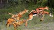 OMG- Mother Gazelle Help Her Son Escape Pursuit Of Jackals
