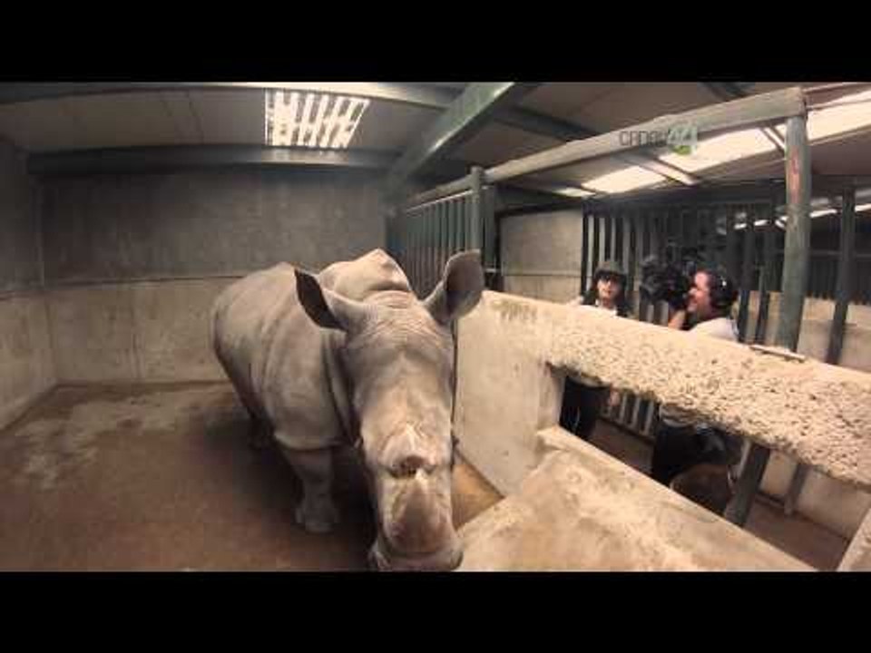 Desde el Zoológico: Dormitorio de rinocerontes