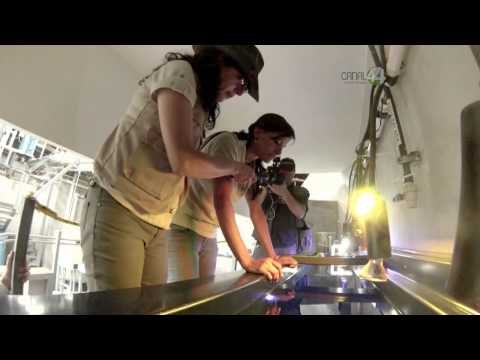 Desde el Zoológico: ¿Cómo nacen las medusas?