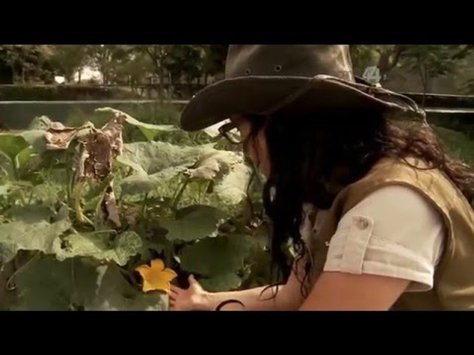 Desde el Zoológico: Crías de avestruces