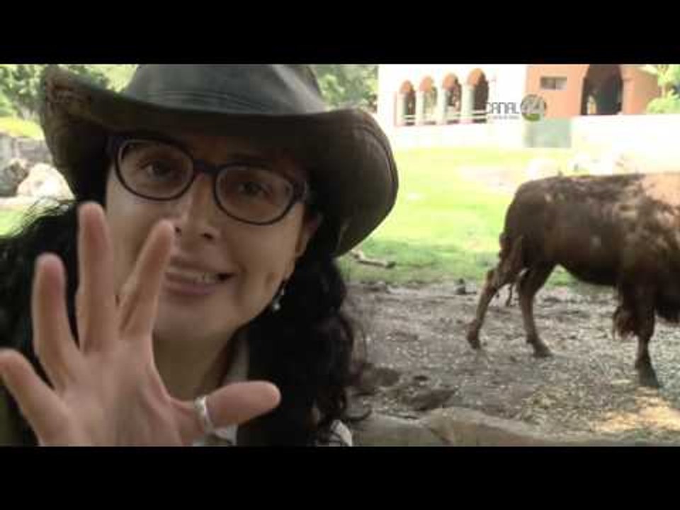 Desde el Zoológico: Huéspedes fríos en el Zoológico