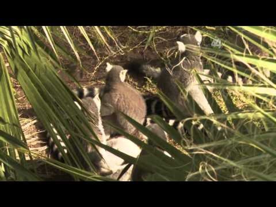 Desde el Zoológico: Invierno en el Zoológico