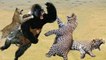 Leopard Catch Baby Baboon Do Dinner - Powerful Of God Gorilla Punish Leopard