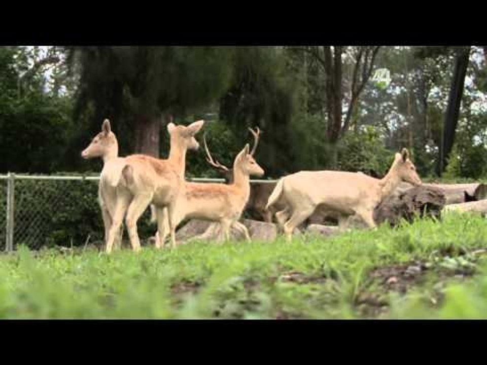 Desde el Zoológico: Veterinarios