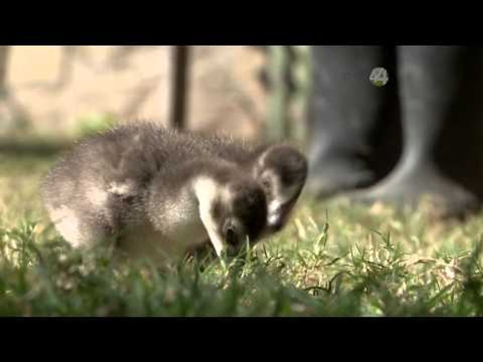 Desde el Zoológico: Gansos y Rinocerontes
