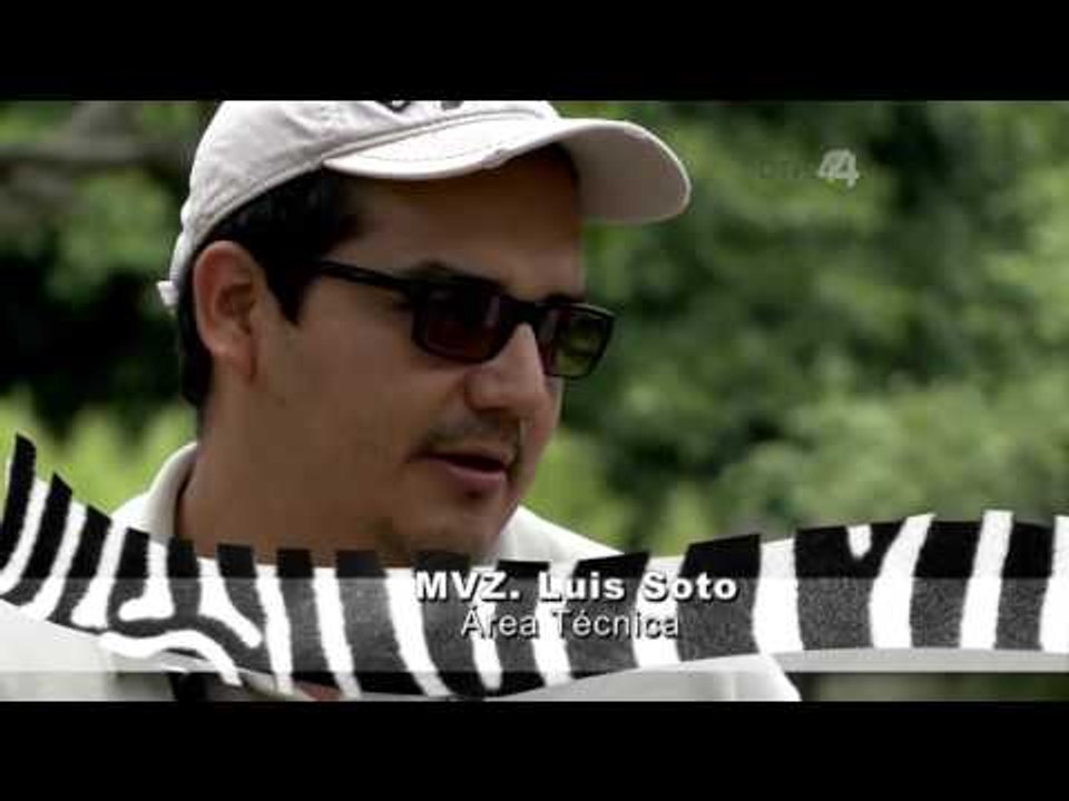 Desde el Zoológico: Primates