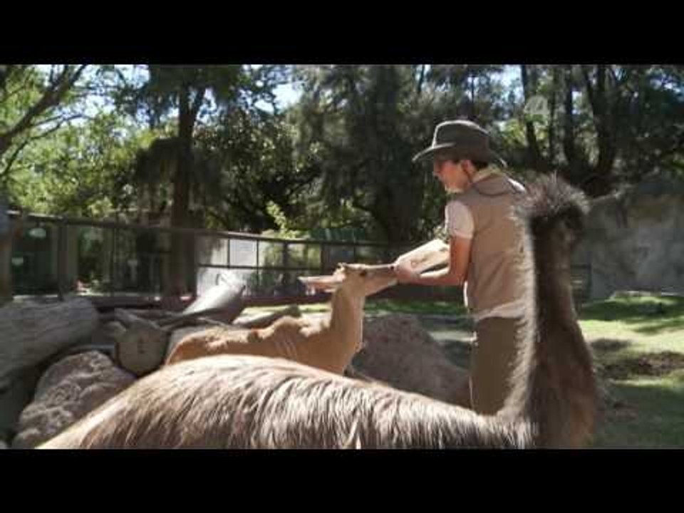 Desde el Zoológico: Visitando a los 'chamacos' del Zoológico Guadalajara