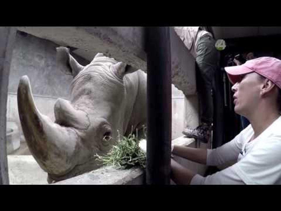 Desde El Zoologico: Mundo entre Rinocerontes