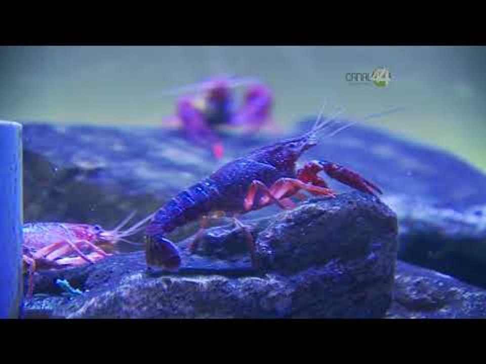 Desde el Zoológico: Nuevas especies en el acuario