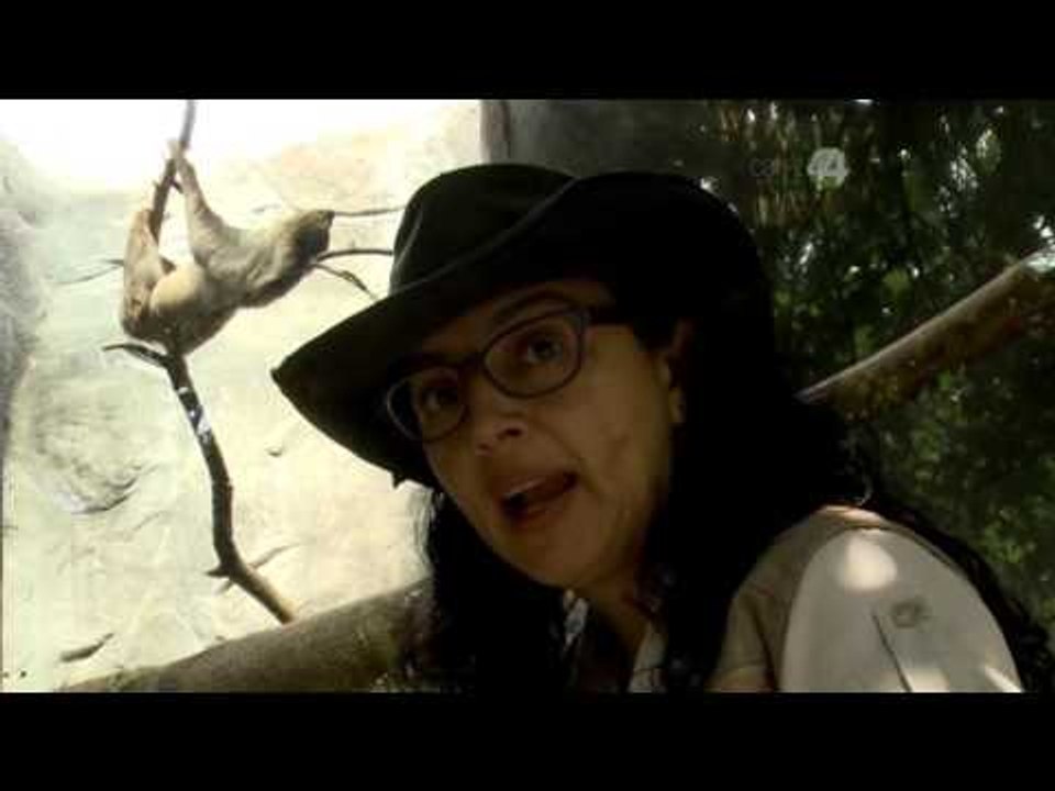 Desde el Zoológico: Selva tropical dentro del Zoo