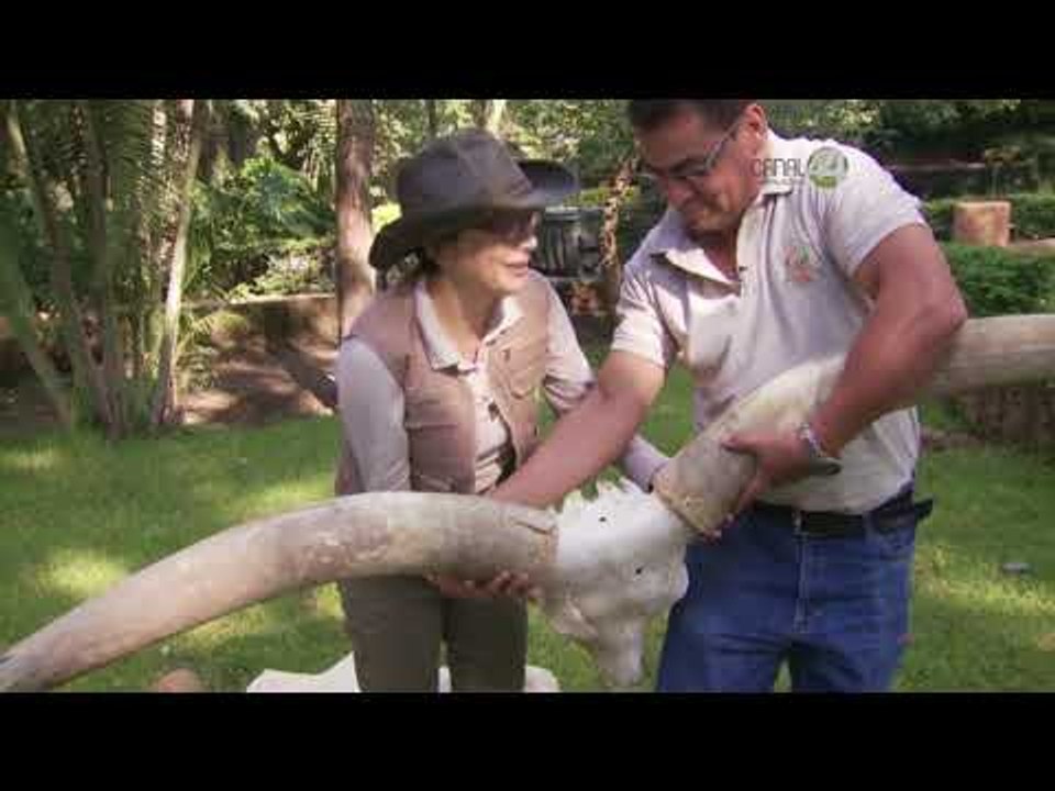 Desde el Zoológico: Ajolotes y cráneos de especies