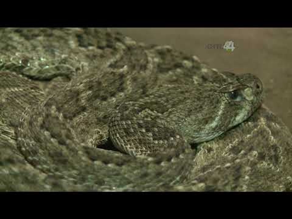 Desde el Zoológico: ¿Quiénes fueron los primeros habitantes del Zoo GDL?