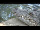 Desde el Zoológico: Cocodrilos, tortugas, ¿también son reptiles?