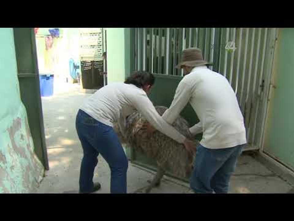 Desde el Zoológico: Los mamíferos del Zoo