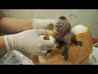 Desde el Zoológico: Bran, el capuccino bebé