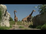 Desde el Zoológico: Los ungulados caminan con la punta de los pies